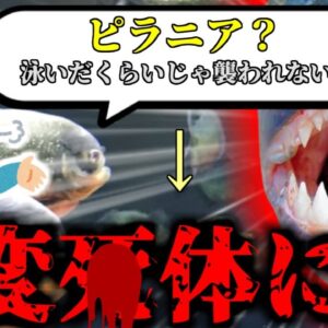 【2022年】「ピラニアが襲ってくるわけないだろう」→行方不明になり体中を食い荒らされた状態で発見される『パラグアイ川変〇事故』【ゆっくり解説】