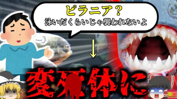 【2022年】「ピラニアが襲ってくるわけないだろう」→行方不明になり体中を食い荒らされた状態で発見される『パラグアイ川変〇事故』【ゆっくり解説】