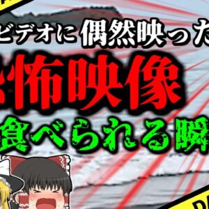 【2023年】ホームビデオに写り込んでいた恐怖映像 海でワニに襲われ助けを呼ぶ男性のシルエットが…『メキシコ湾ワニ襲撃事故』【ゆっくり解説】