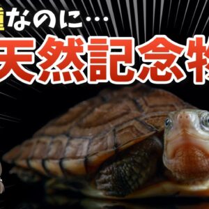【意味不明】外来種なのに天然記念物！？ミナミイシガメの謎