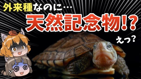 【意味不明】外来種なのに天然記念物！？ミナミイシガメの謎