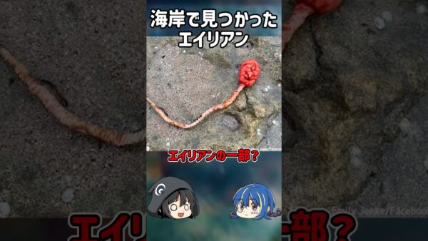 【１分解説】海で見つかったエイリアンを1分解説【ゆっくり解説】#shorts