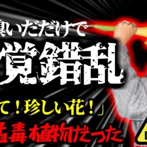 【2021年】別名『悪魔の吐息』 珍しい綺麗な花を見つけた二人 匂いを嗅いだだけで恐ろしい症状に見舞われる【ゆっくり解説】