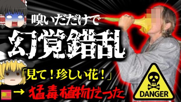 【2021年】別名『悪魔の吐息』 珍しい綺麗な花を見つけた二人 匂いを嗅いだだけで恐ろしい症状に見舞われる【ゆっくり解説】