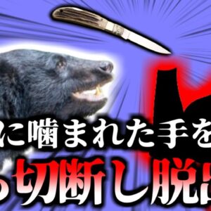 【2024年】「ご飯だよ～」→熊に手を噛まれる　やむを得ず腕を切断し脱出した保護団体男性  「タイ保護ツキノワグマ噛みつき事故」【ゆっくり解説】