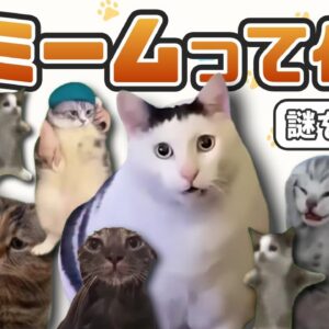 【猫ミーム】ショートやTikTokで流行してるあの猫ってなんなの？【元ネタ】