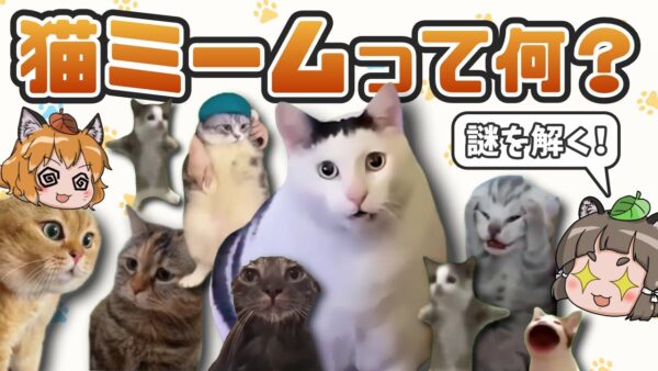 【猫ミーム】ショートやTikTokで流行してるあの猫ってなんなの？【元ネタ】