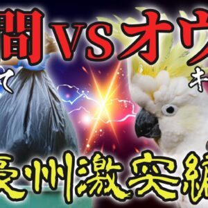 【激突】人間VSオウム！？オーストラリアで繰り広げられるゴミあさりバトル…