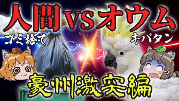 【激突】人間VSオウム！？オーストラリアで繰り広げられるゴミあさりバトル…