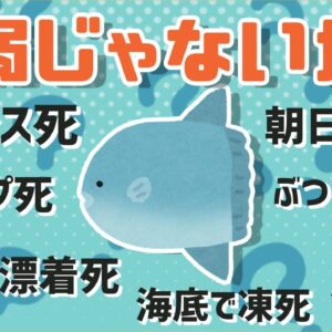 【風評被害】マンボウは最弱の生き物？←これ実はデマです