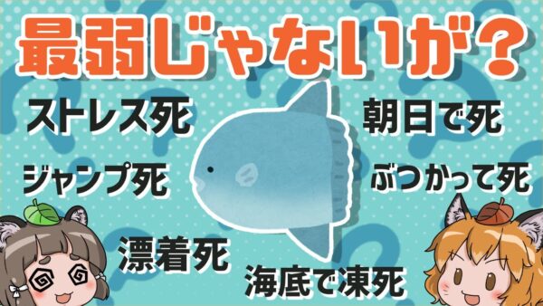 【風評被害】マンボウは最弱の生き物？←これ実はデマです