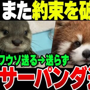 【いつもの】韓国、日本との約束をまた破る！カワウソとレッサーパンダの相互寄贈でカワウソを送らずレッサーパンダを持ち逃げ【ゆっくり解説】
