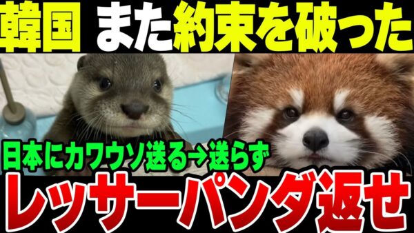 【いつもの】韓国、日本との約束をまた破る！カワウソとレッサーパンダの相互寄贈でカワウソを送らずレッサーパンダを持ち逃げ【ゆっくり解説】