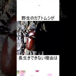 カブトムシが冬を越したんですが…