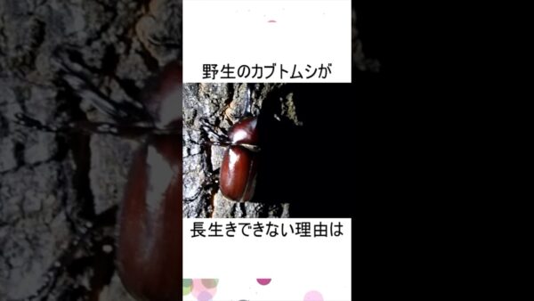 カブトムシが冬を越したんですが…