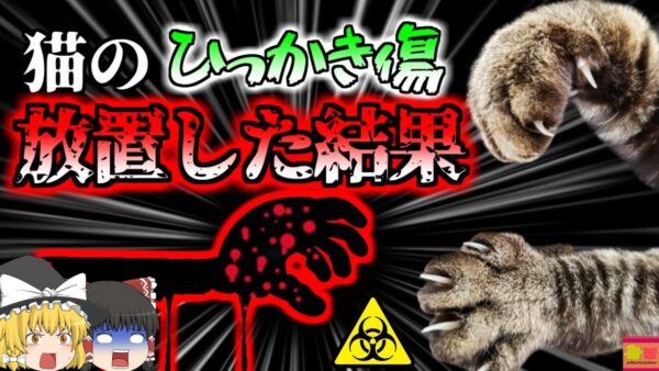 【2019年】「痛っ！」猫の引っかき傷から細菌が侵入 皮膚組織が溶け落ちる「壊〇性筋膜炎」で生死の境を境をさまよった女性【ゆっくり解説】