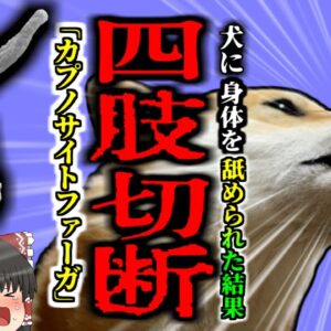 【2019年】「知らないうちに自分の手足が無くなっていた…」原因は”犬に舐められた”こと？！　実は身近な恐ろしい細菌感染『カプノサイトファーガ感染症』【ゆっくり解説】