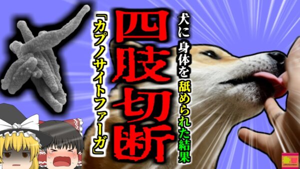 【2019年】「知らないうちに自分の手足が無くなっていた…」原因は”犬に舐められた”こと？！　実は身近な恐ろしい細菌感染『カプノサイトファーガ感染症』【ゆっくり解説】