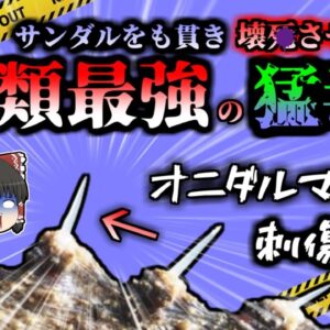 【2020年】魚類最強の毒「オニダルマオコゼ」に刺された小学生 【ゆっくり解説】