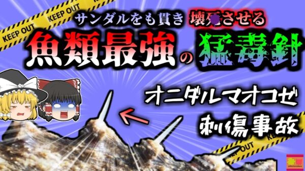 【2020年】魚類最強の毒「オニダルマオコゼ」に刺された小学生 【ゆっくり解説】