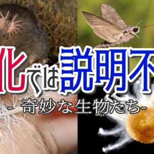 【神秘】進化では説明出来ない奇妙な生き物7選 -パート2-