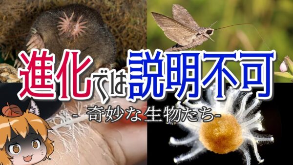 【神秘】進化では説明出来ない奇妙な生き物7選 -パート2-