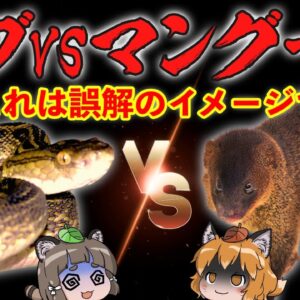 【大誤算】ハブVSマングースを夢見た沖縄、とんでもない目にあってしまう