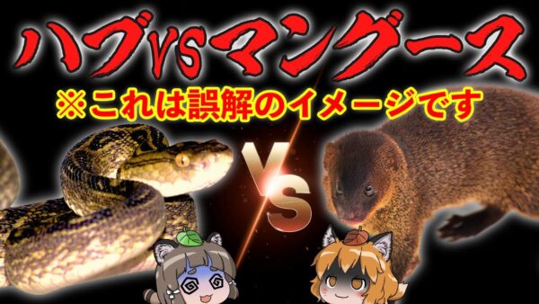 【大誤算】ハブVSマングースを夢見た沖縄、とんでもない目にあってしまう
