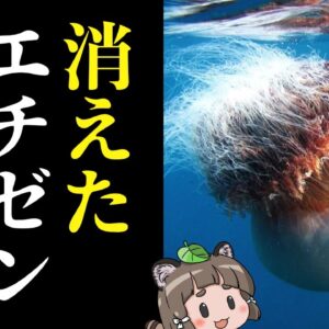 【あの生き物は今】エチゼンクラゲはどこに消えたのか？
