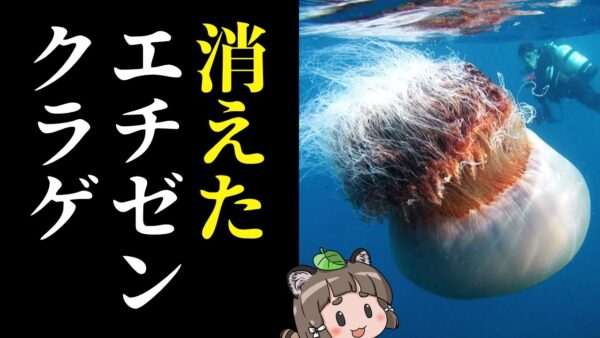 【あの生き物は今】エチゼンクラゲはどこに消えたのか？