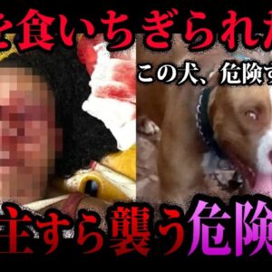 【ゆっくり解説】残酷すぎて閲覧注意。動物が人間を○した事件５選