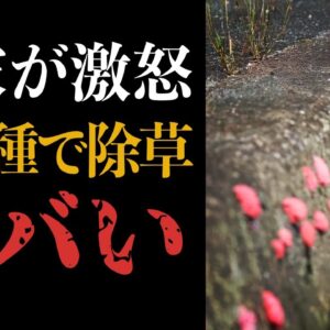 【外来種】ジャンボタニシを除草に活用！？絶対ヤバいって！