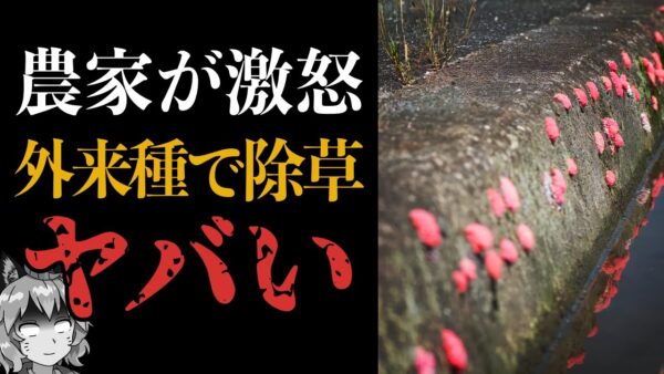 【外来種】ジャンボタニシを除草に活用！？絶対ヤバいって！