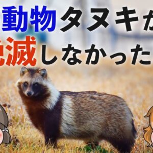 【よわよわ】最弱動物タヌキはなぜ絶滅しなかったのか？