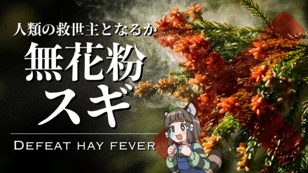 【待望】人類の救世主！無花粉スギは花粉症の患者を救うのか？