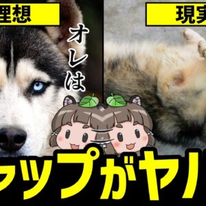【落差】ギャップがヤバすぎる！見た目と中身が違いすぎる犬種10選