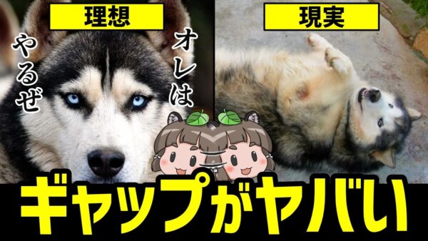 【落差】ギャップがヤバすぎる！見た目と中身が違いすぎる犬種10選