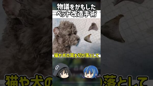 【１分解説】ペットの耳を切り落とす鬼畜飼い主たちを1分解説【ゆっくり解説】#shorts