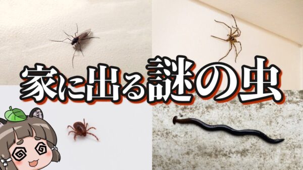 【画像あり】家の中に出るあの虫の正体6選 パート4｜駆除・対策方法も紹介