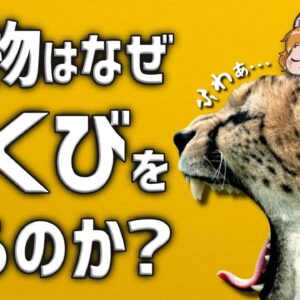 【疑問】動物はなぜあくびするのか？あくびの意味を調べてみた