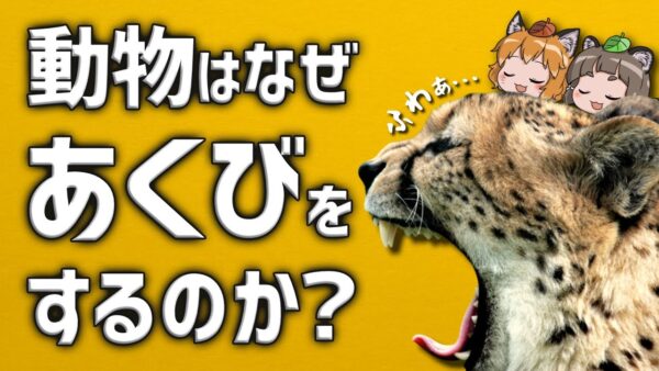 【疑問】動物はなぜあくびするのか？あくびの意味を調べてみた