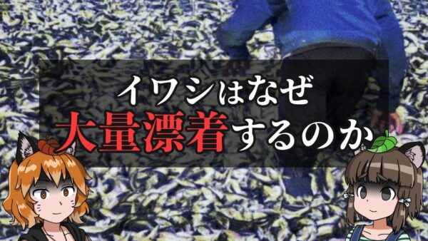 【疑問】イワシはなぜ大量に打ち上げられるのか？