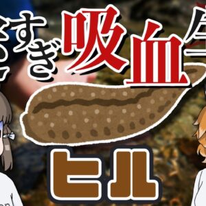 【閲覧注意】吸血生物「ヒル」は本当に恐ろしい生き物なのか？【へんないきもの#113】