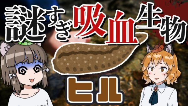 【閲覧注意】吸血生物「ヒル」は本当に恐ろしい生き物なのか？【へんないきもの#113】