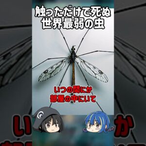 【１分解説】触るだけで死ぬ虫を1分解説【ゆっくり解説】#shorts #ゆっくりしていない解説