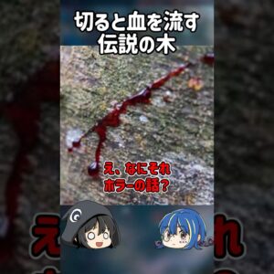 【１分解説】血を流す木を1分解説【ゆっくり解説】#shorts #ゆっくりしていない解説