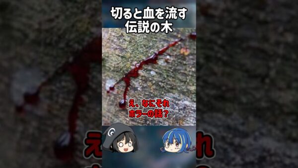【１分解説】血を流す木を1分解説【ゆっくり解説】#shorts #ゆっくりしていない解説