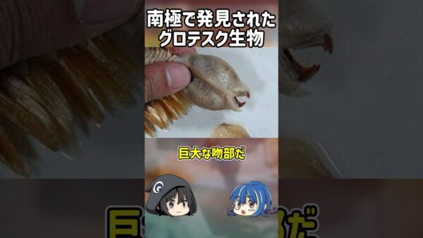 【１分解説】南極で発見されたエイリアンを1分解説【ゆっくり解説】#shorts