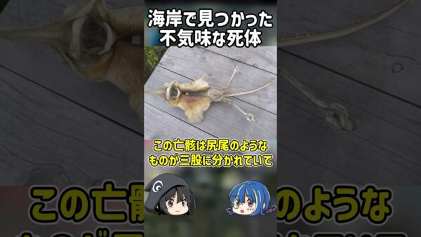 【１分解説】海岸で見つかった不気味な物体を1分解説【ゆっくり解説】#shorts