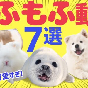 【天国】見るだけで癒やされる…もふもふ過ぎる生き物7選